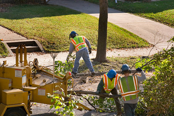 How Our Tree Care Process Works  in Luckey, OH